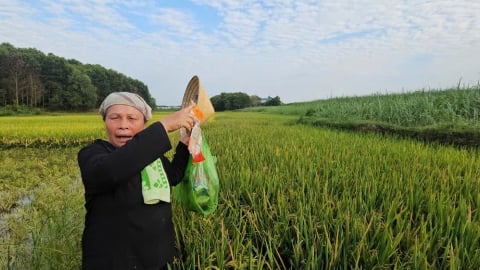 Hỗ trợ nông dân hơn 100 triệu đồng vì lúa không kết hạt