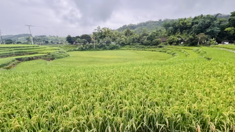 Trồng giống lúa 'nồi đồng cối đá', nông dân không phải phun thuốc