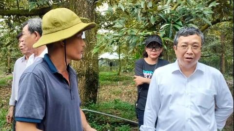 Tiền Giang chủ động kiểm soát chất lượng sầu riêng xuất khẩu