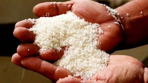 Giá lúa gạo hôm nay 20/6/2025: Gạo xuất khẩu hồi phục