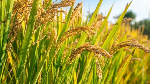 Giá lúa gạo hôm nay 24/6/2025: Thị trường vẫn lặng sóng