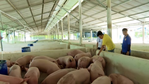 [Bài cuối] Mong có bản đồ miễn dịch số
