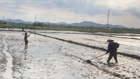 Nông dân chạy đua với vụ hè thu sau mưa lũ