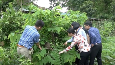 Nuôi kiến lấy trứng trên cây ăn quả: Giảm sâu bệnh, tăng nguồn thu