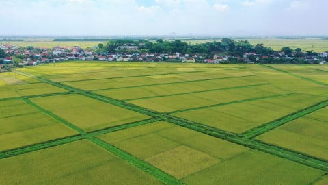 Thuế đất nông nghiệp được miễn thêm 5 năm, kéo dài tới hết 2030