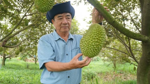 Cải tạo đất khó thành vựa sầu riêng hữu cơ mướt mắt