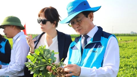 Chung tay nâng tầm cây lạc khu vực Bắc Trung Bộ