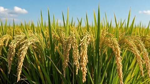 Giá lúa gạo hôm nay 5/7/2025: Thị trường lặng sóng