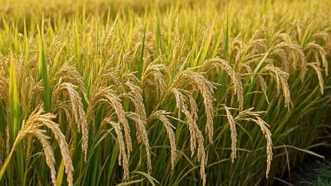 Giá lúa gạo hôm nay 6/7/2025: Biến động nhẹ