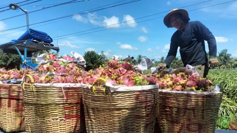 Đồng Tháp: Giá thanh long 'chạm đáy', nông dân bỏ nụ, trái non