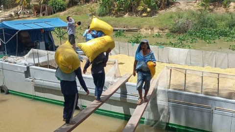 Lúa hè thu lợi nhuận không cao