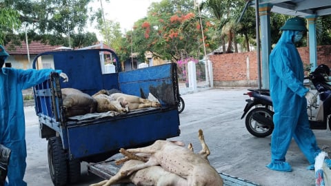 Đà Nẵng xuất hiện dịch tả lợn châu Phi