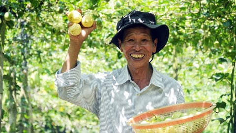 Tăng sức cạnh tranh, thúc đẩy xuất khẩu 4 sản phẩm trái cây chủ lực