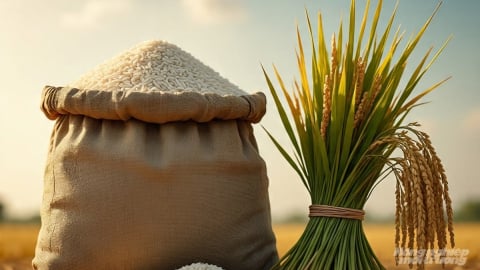 Giá lúa gạo hôm nay 18/7/2025: Thị trường ít biến động