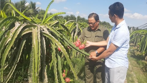 Sau sáp nhập, Đồng Tháp có lợi thế lớn phát triển nông nghiệp