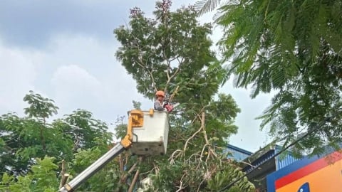 Hải Phòng cắt, tỉa cây xanh đề phòng bão WIPHA đổ bộ