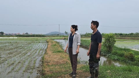 Hơn 100.000 ha cây trồng tại Hải Phòng bị bão đe dọa