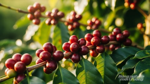 Giá cà phê hôm nay 24/7/2025: Arabica tiếp tục tăng mạnh