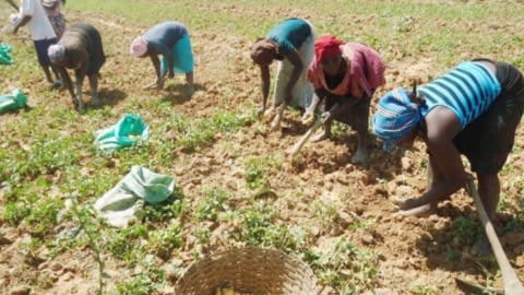 Tanzania triển khai sổ tay canh tác thông minh thích ứng khí hậu