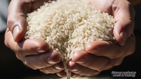 Giá lúa gạo hôm nay 26/7/2025: Gạo tiếp tục nhích nhẹ