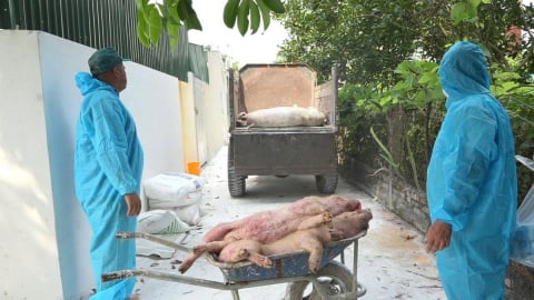 Ninh Bình nghiêm cấm giấu dịch, vứt xác động vật ốm, chết ra môi trường