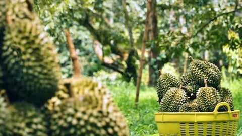 Sầu riêng chín cây và giấc mơ nhiệt đới của Trung Quốc