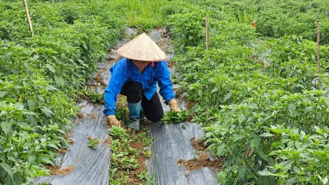 Chuyển đổi tư duy sản xuất để thoát nghèo