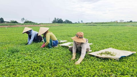 Trồng rau má VietGAP, nông dân xứ Huế xây nhà tiền tỷ