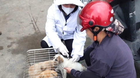 Hải Phòng dập tắt các ổ dịch bệnh động vật nhỏ lẻ