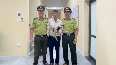 Phát hiện gà lôi trắng, người dân Huế tự giác bàn giao cho phường