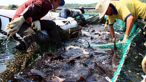 Cục Thủy sản và Kiểm ngư trả lời đề nghị kiểm soát cá tầm nhập khẩu