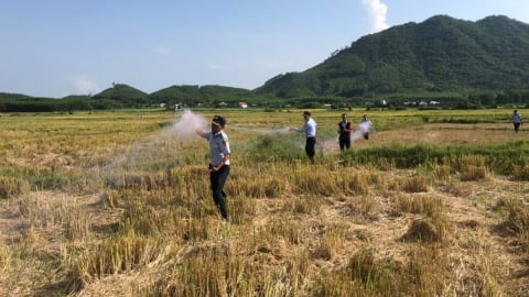Nạn săn bắt chim yến trái phép vẫn phức tạp