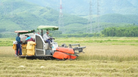 Gấp rút thu hoạch lúa tránh bão số 5