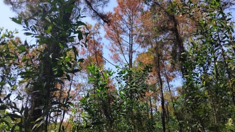 Hơn 100 cây thông ở rừng phòng hộ bị kẻ xấu phá hoại