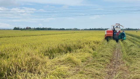 TP Huế thu hoạch hơn 2.000ha lúa để tránh bão