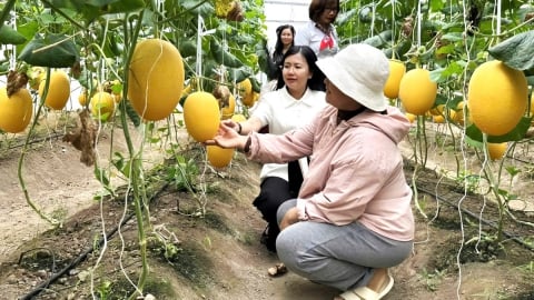 Phát huy vai trò hợp tác xã nông nghiệp giai đoạn mới