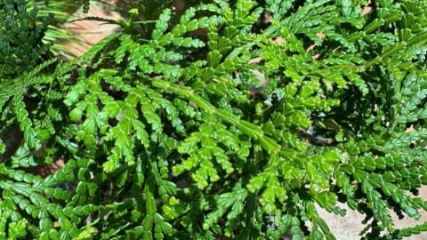 Lai Châu cho phép nhân giống loại cây sống nhờ đá