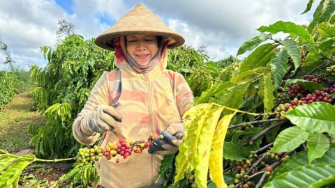 Đề xuất cho phép giãn nợ vay nông nghiệp tối đa 36 tháng