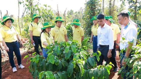 Khai phá tiềm năng cà phê: Hành trình mới cùng canh tác cà phê thông minh