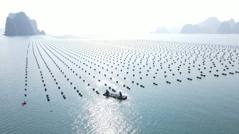 Thủy sản 'vững sóng' vươn tầm: [Bài 2] Vị thế hôm nay, khát vọng ngày mai