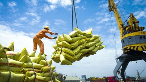 Giá lúa gạo hôm nay 30/8/2025: Mặt hàng gạo hồi phục