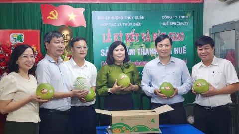 Huế đưa 1 tấn thanh trà VietGAP vào siêu thị ở TP.HCM
