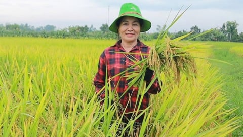 Nông dân Nghệ An mê giống lúa TBR97