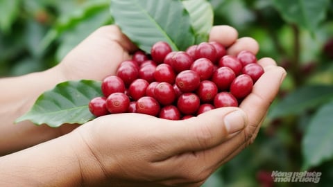 Giá cà phê hôm nay 31/8/2025: Tuần này thế giới tăng mạnh, trong nước giảm sâu