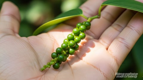 Giá tiêu hôm nay 31/8/2025: Tuần này trong nước vẫn tăng nóng
