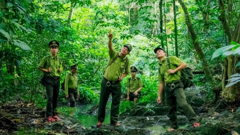 Giữ rừng và dựng tương lai xanh: [Bài 4] Từ khai thác sang bảo tồn