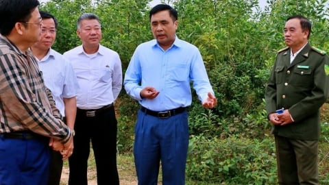 Giữ rừng và dựng tương lai xanh: [Bài cuối] Tham gia dòng chảy kinh tế carbon toàn cầu