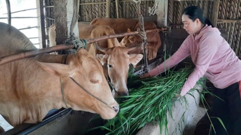 Cải thiện đời sống người dân nhờ mô hình sinh kế