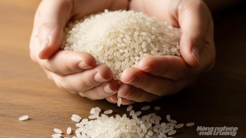 Giá lúa gạo hôm nay 5/9/2025: Ít có thay đổi mới