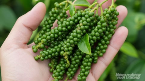 Giá tiêu hôm nay 5/9/2025: Trong nước giảm tới 2.000 đ/kg